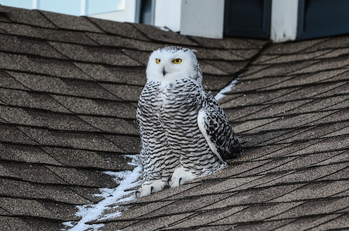 Harfang des neiges - ML628555721