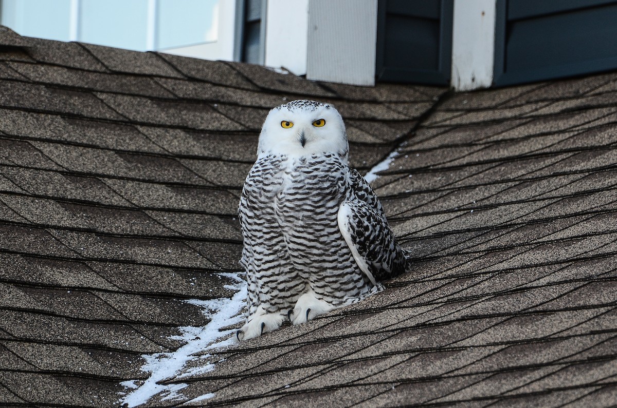 Harfang des neiges - ML628555722