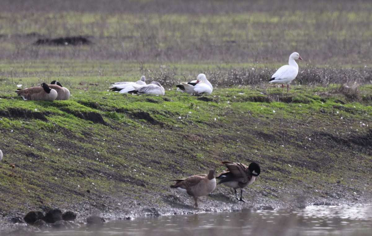 Snow Goose - ML628555744