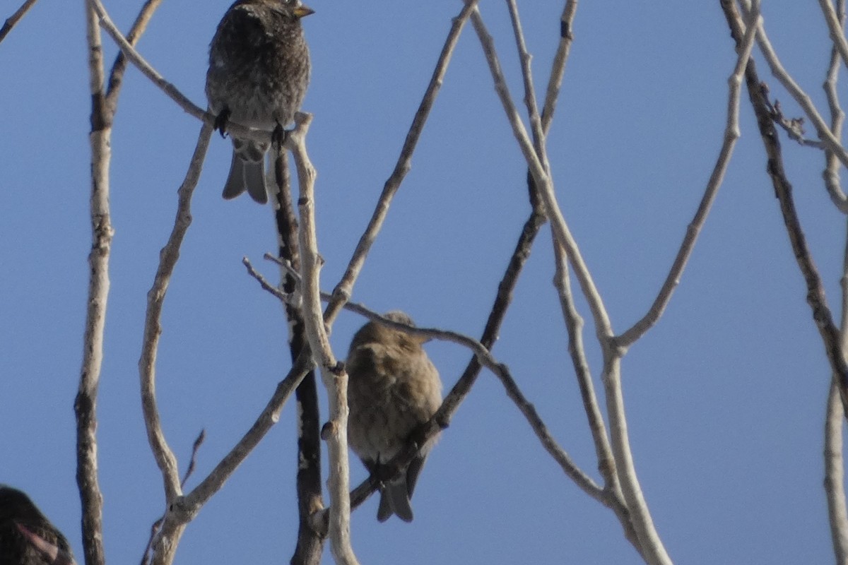 Brown-capped Rosy-Finch - ML628555746