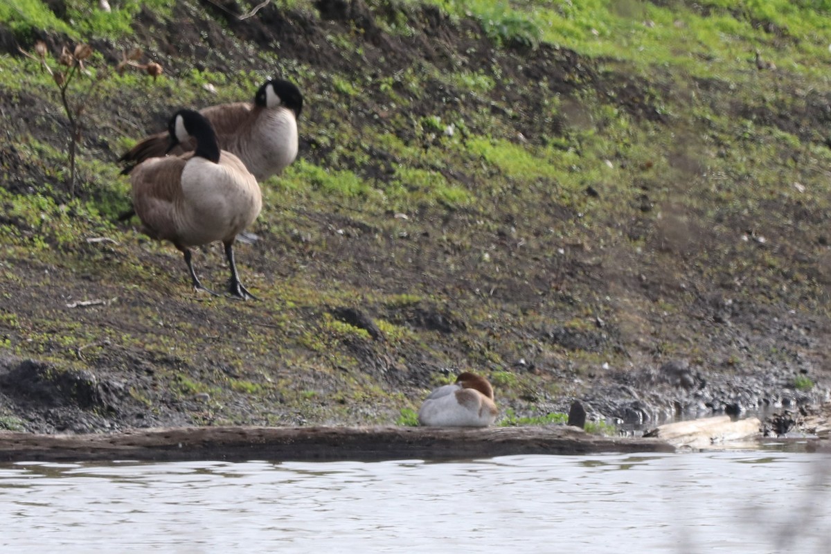 Canvasback - ML628555763