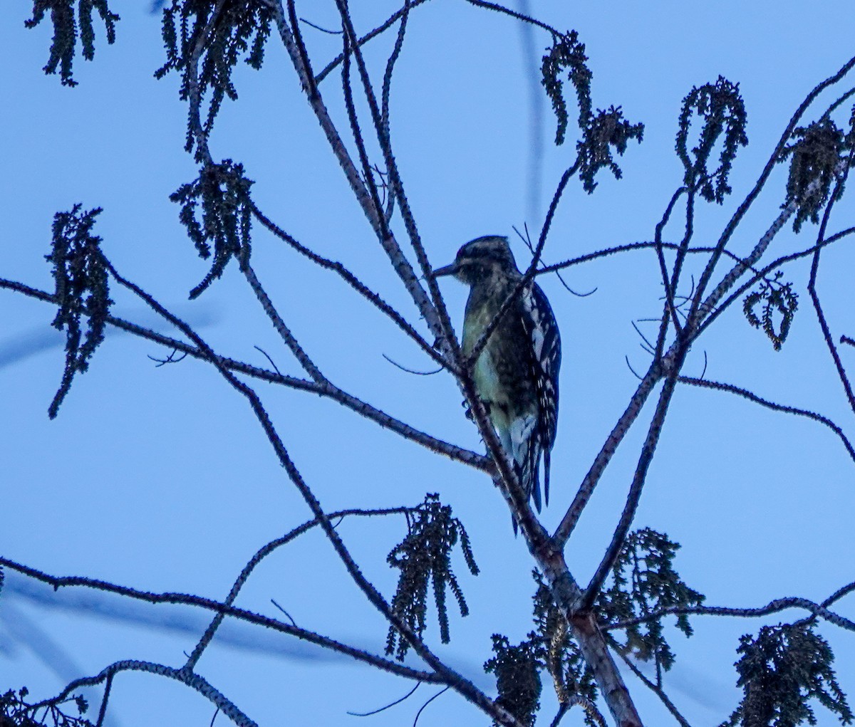 Yellow-bellied Sapsucker - ML628555784