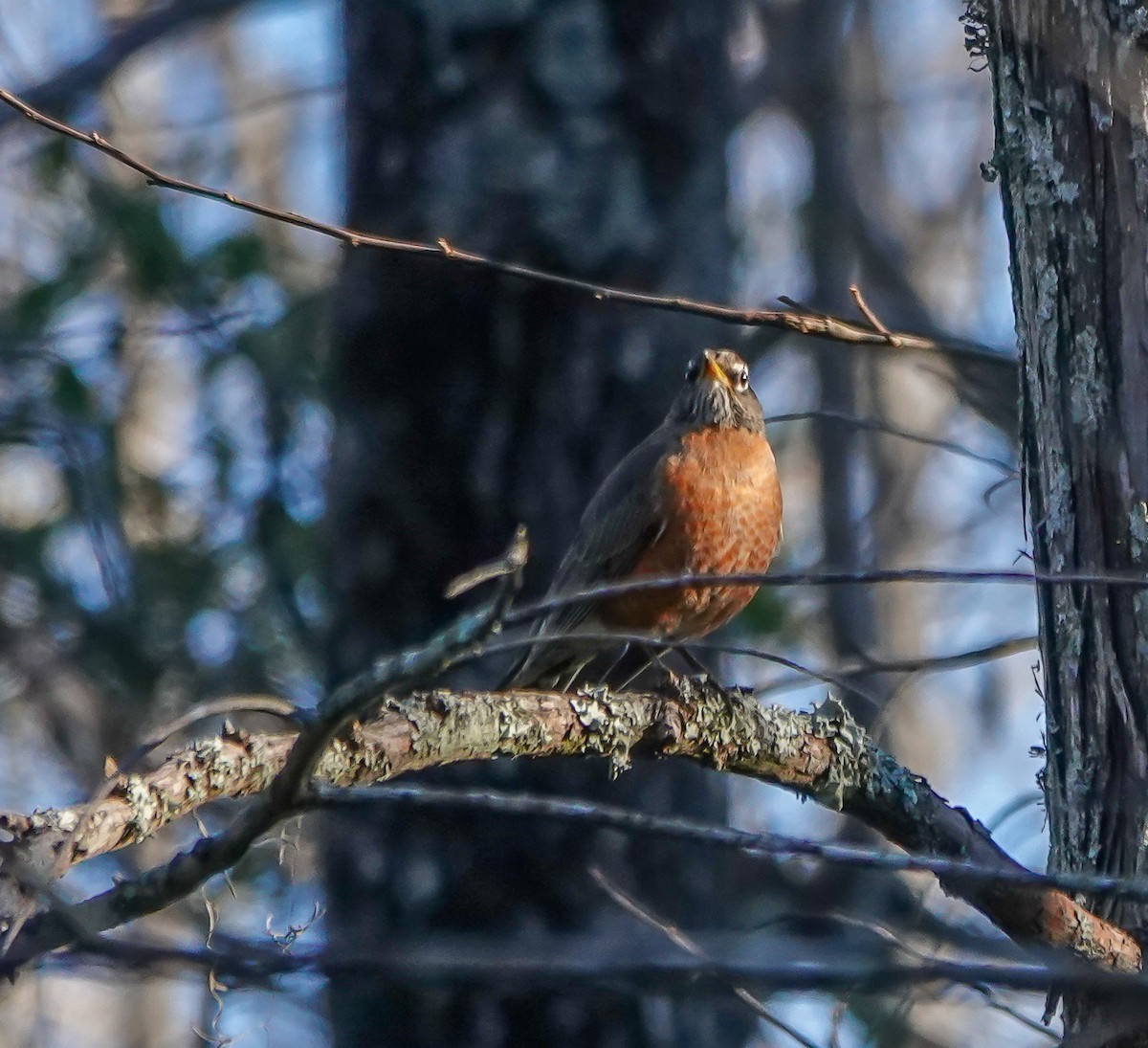 Zozo papargorria - ML628555791