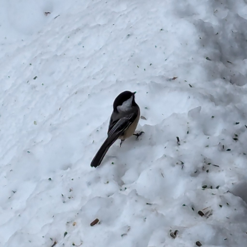 Black-capped Chickadee - ML628555811