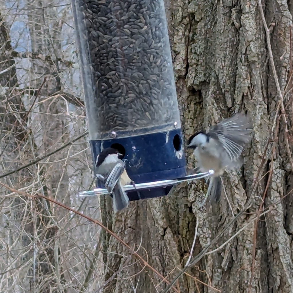 Black-capped Chickadee - ML628555812