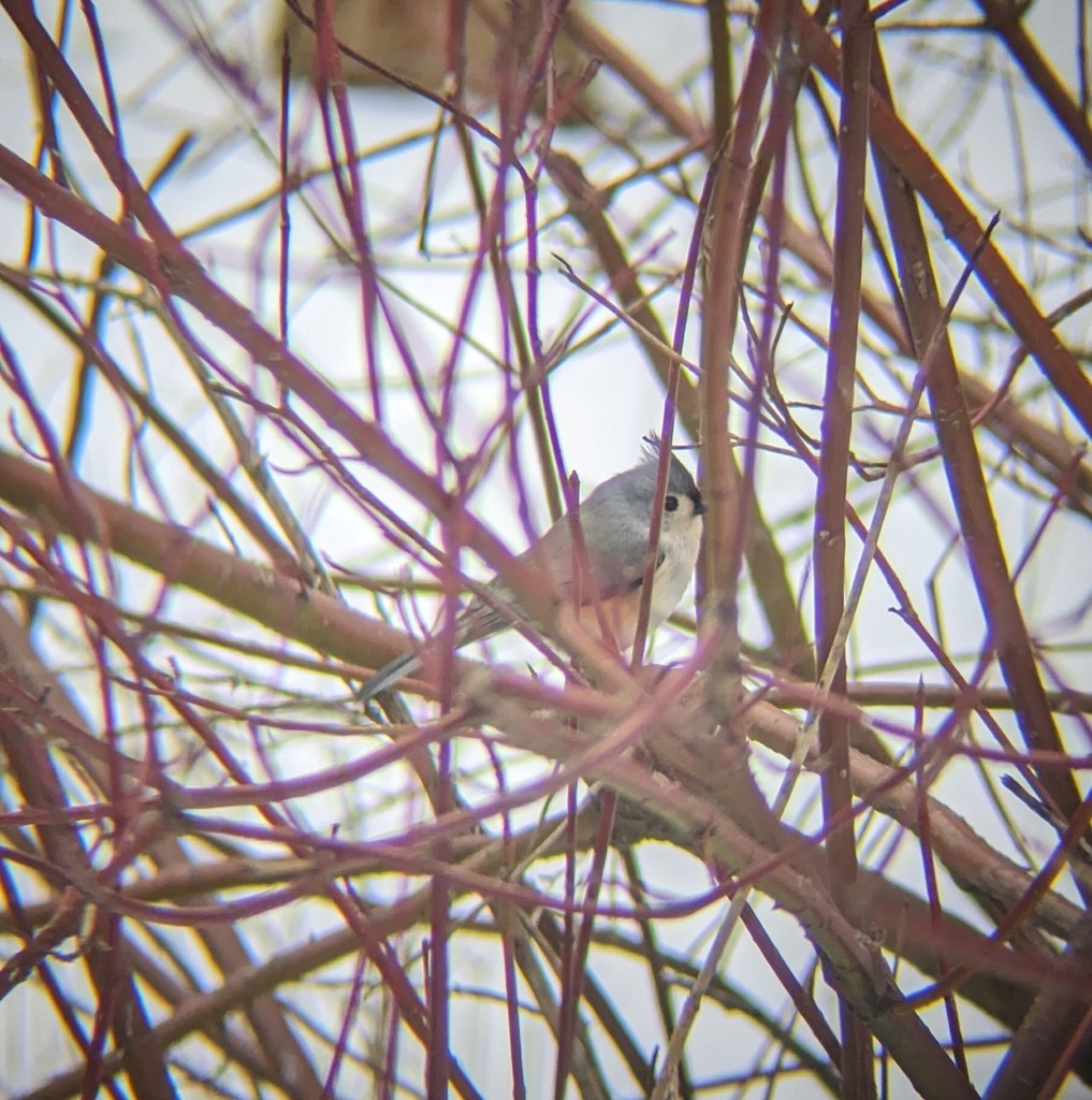 Tufted Titmouse - ML628555818