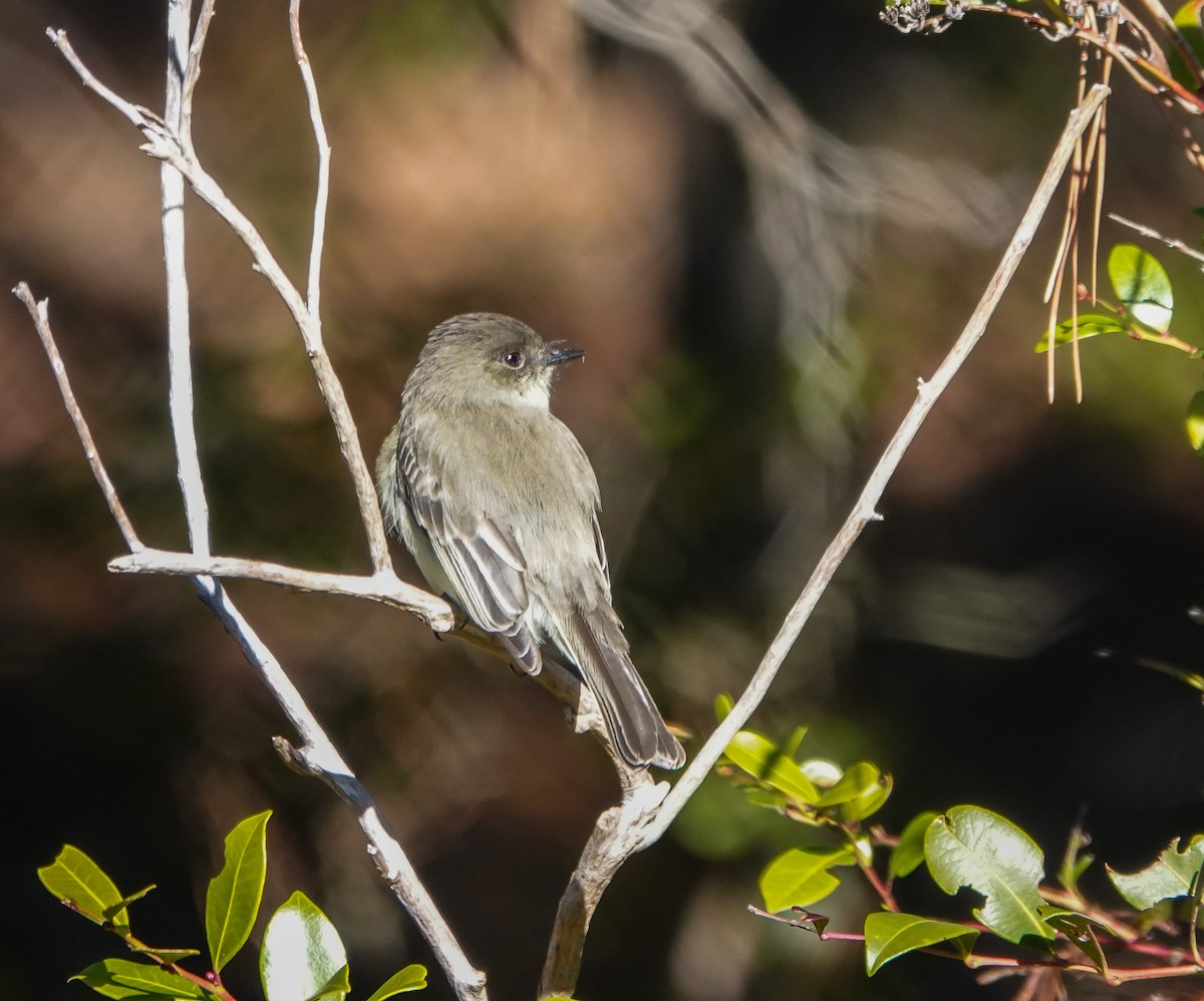 Eastern Phoebe - ML628555823