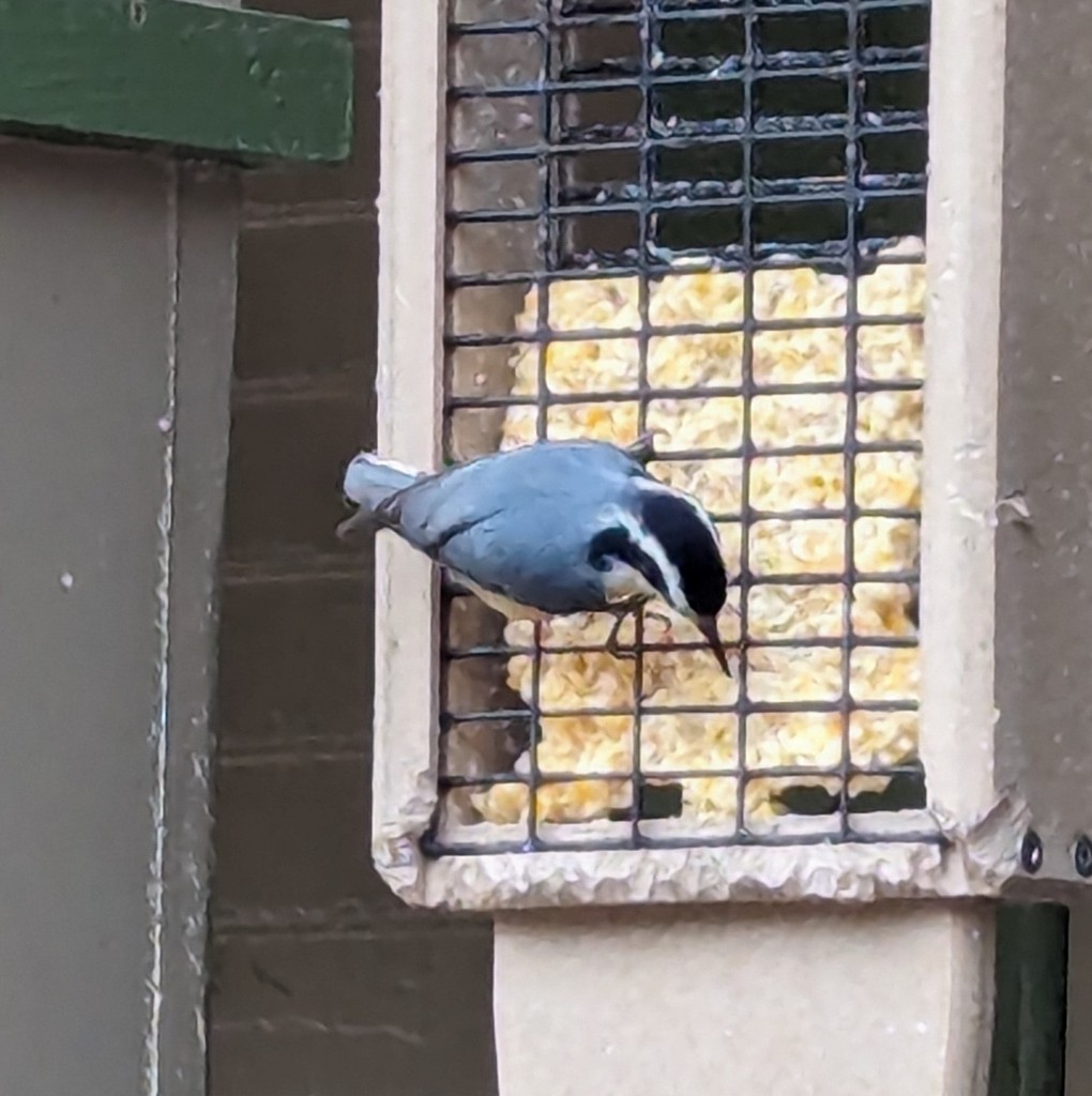 Red-breasted Nuthatch - ML628555824