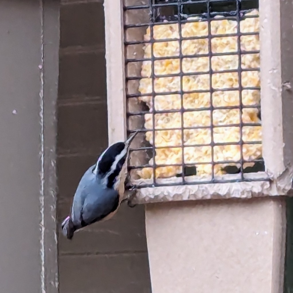 Red-breasted Nuthatch - ML628555825