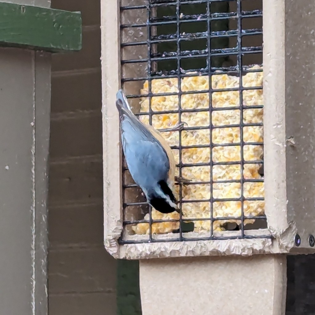 Red-breasted Nuthatch - ML628555826