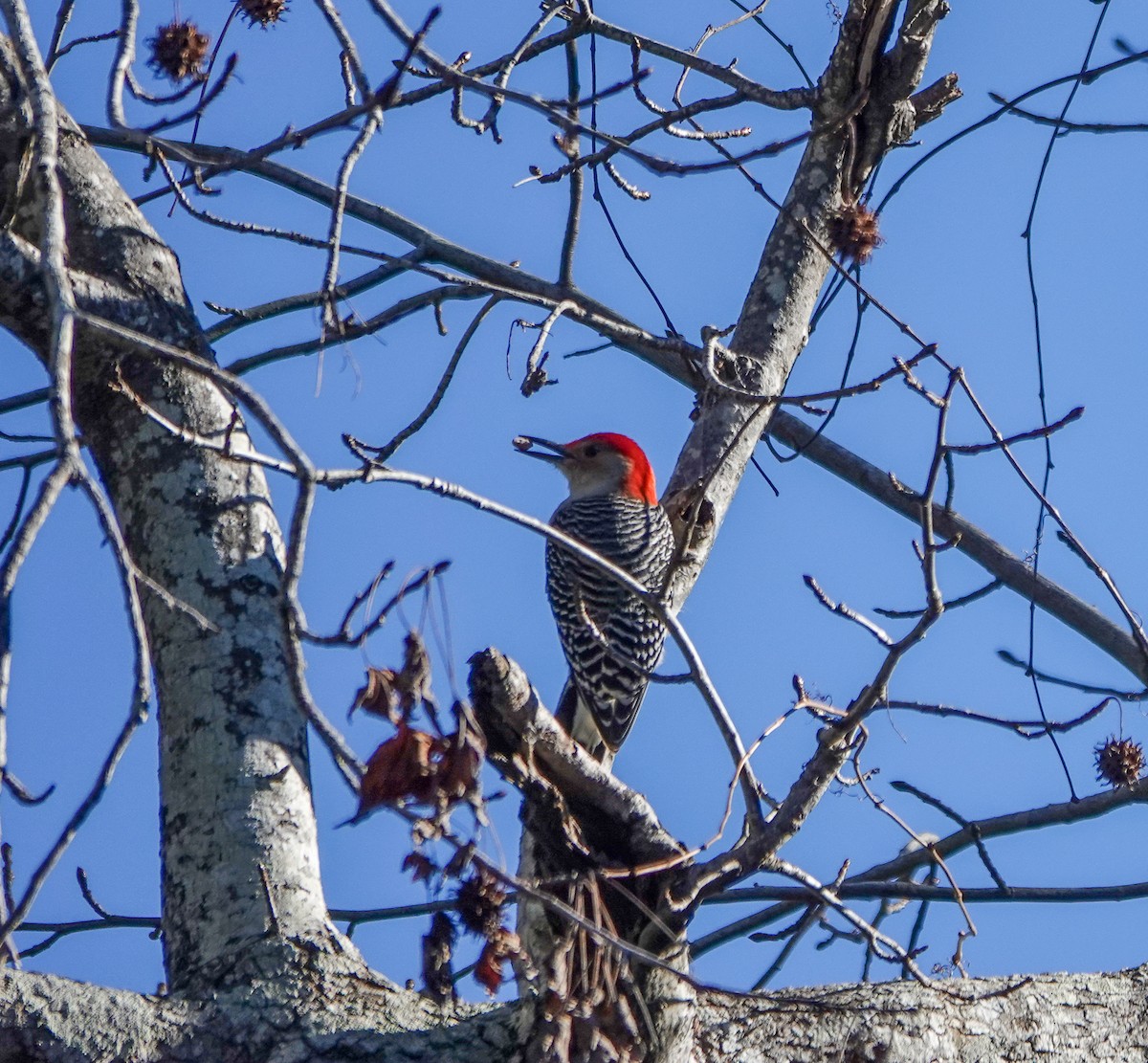 Red-bellied Woodpecker - ML628555942