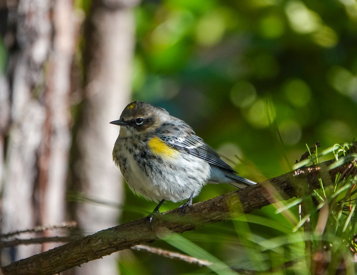 Yellow-rumped Warbler - ML628555948