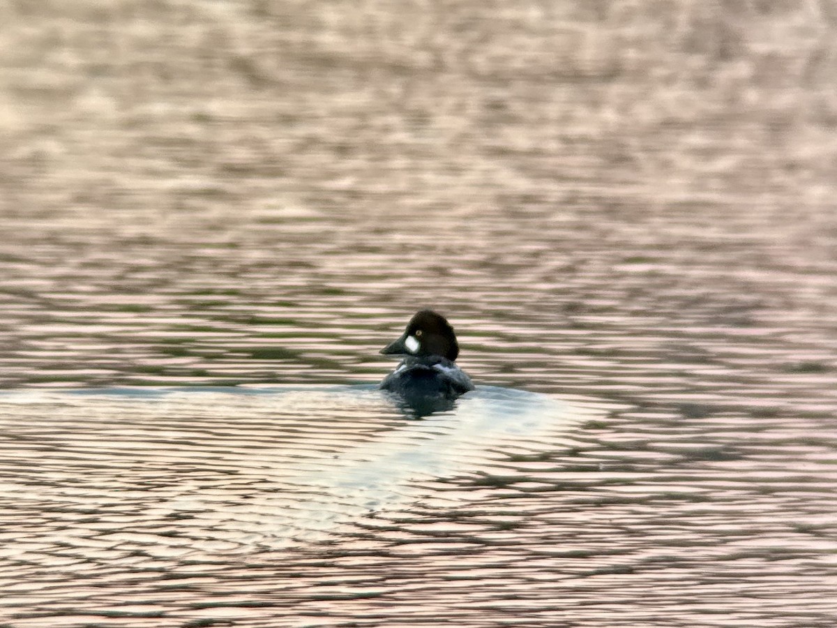 Common Goldeneye - ML628555975