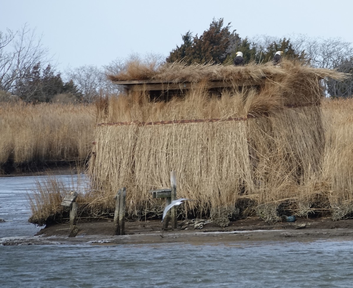 Pygargue à tête blanche - ML628555991