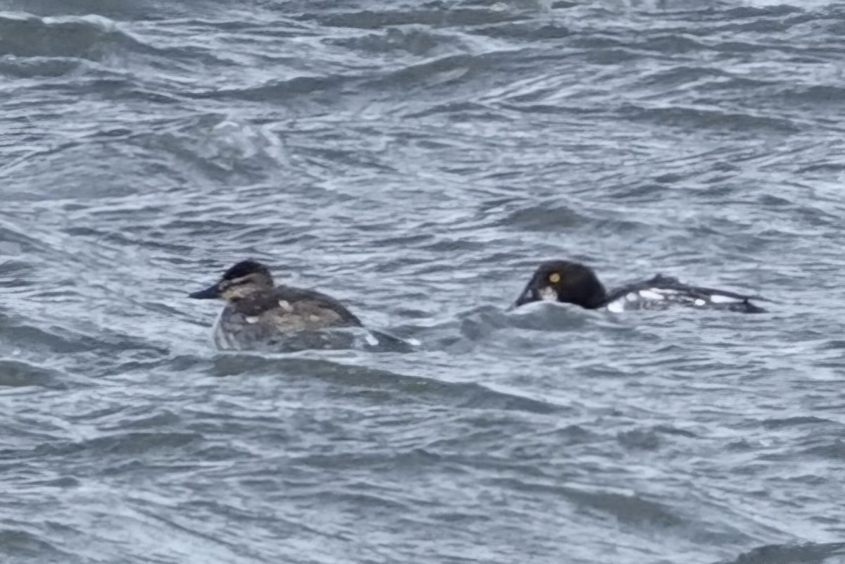 Érismature rousse - ML628556061