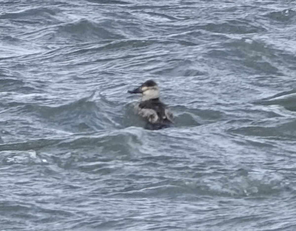 Érismature rousse - ML628556062