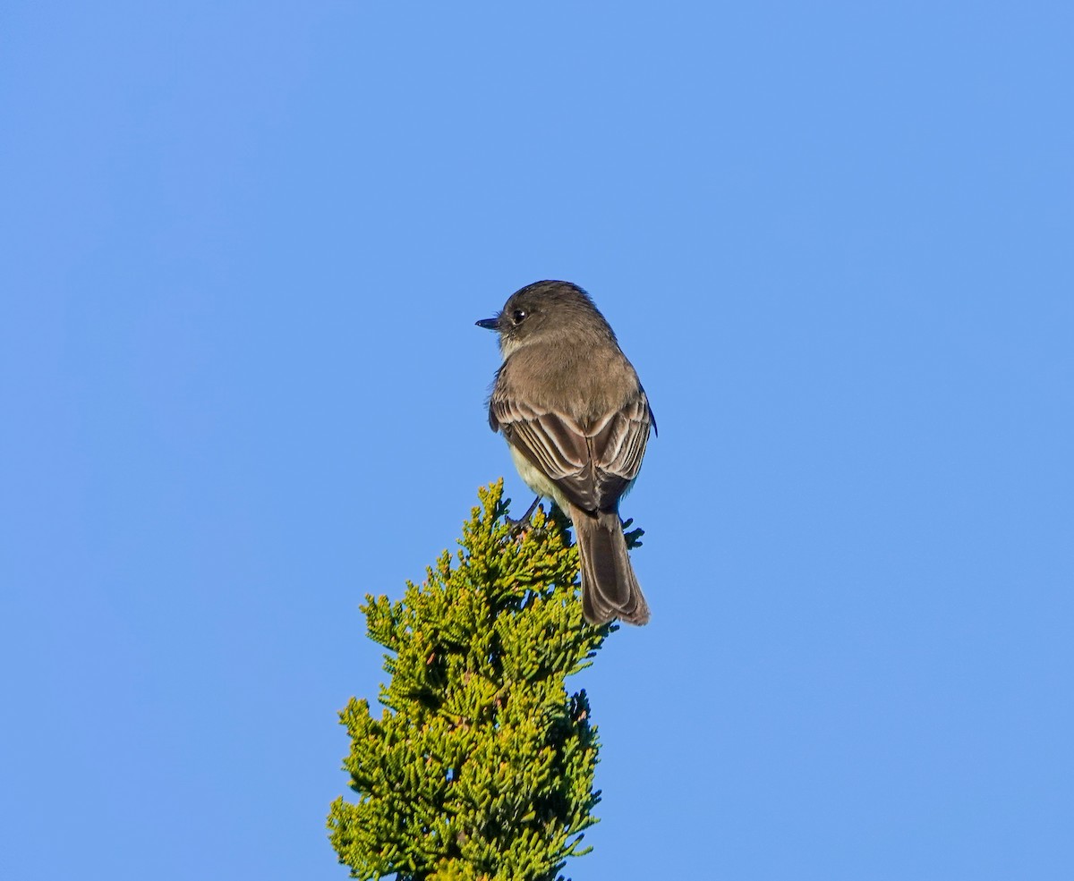 Eastern Phoebe - ML628556070