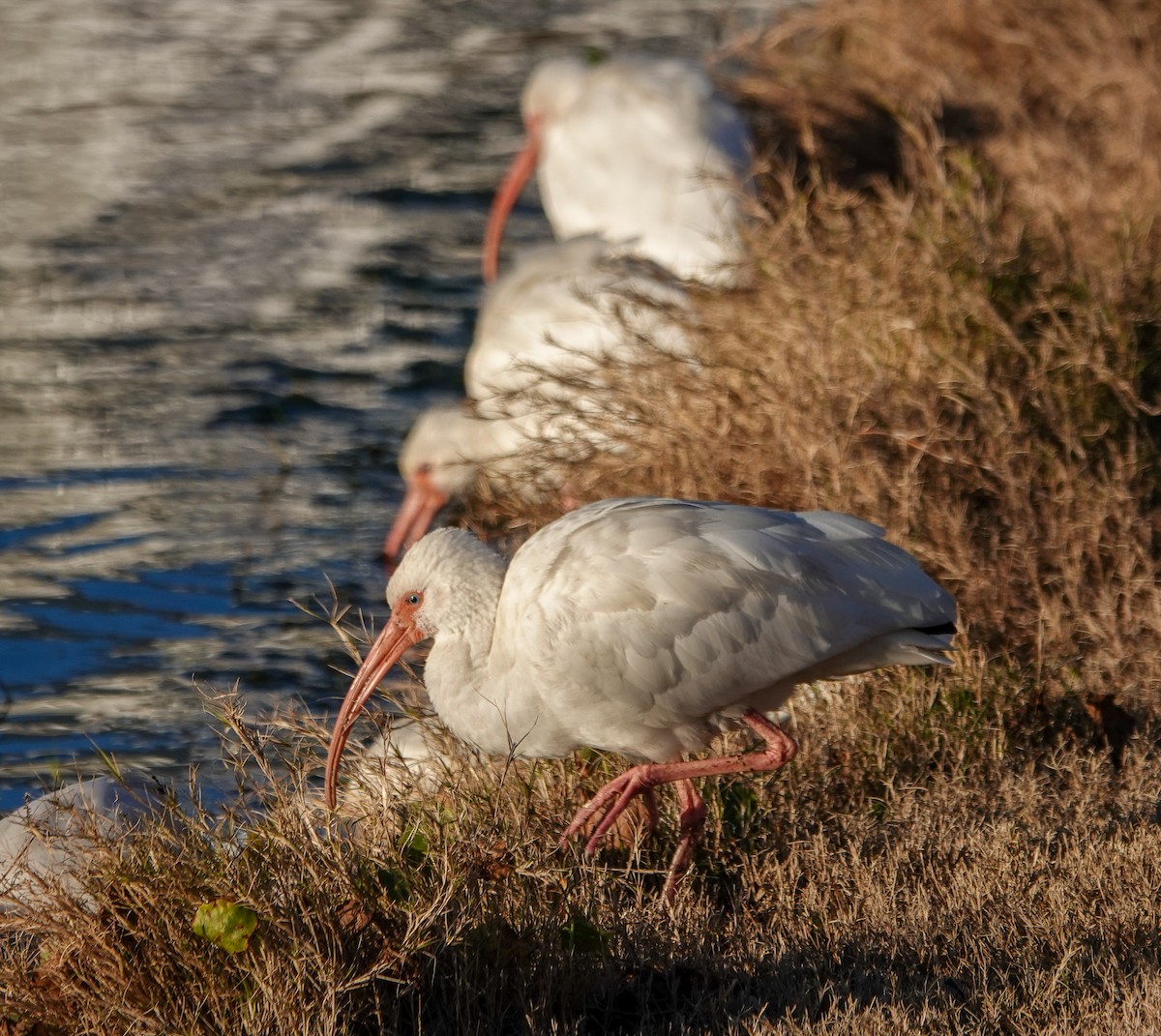 Ibis zuria - ML628556219