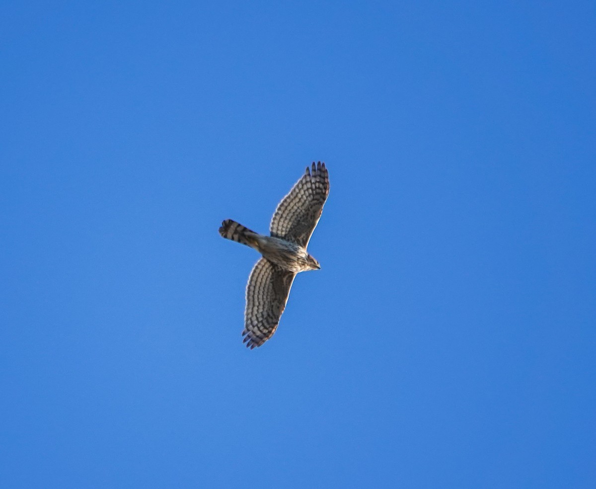 Cooper's Hawk - ML628556231