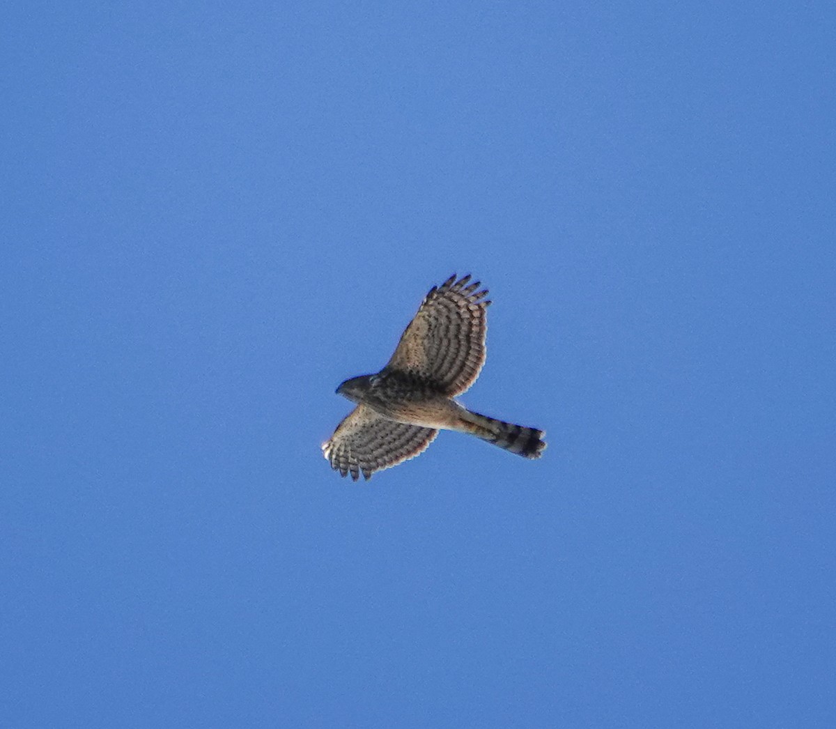 Cooper's Hawk - ML628556236