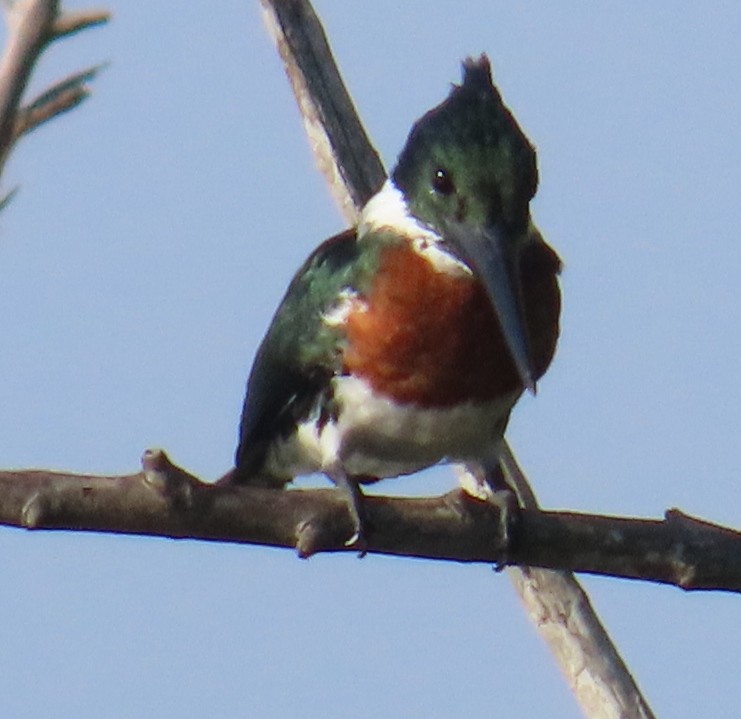 Amazon Kingfisher - ML628556560