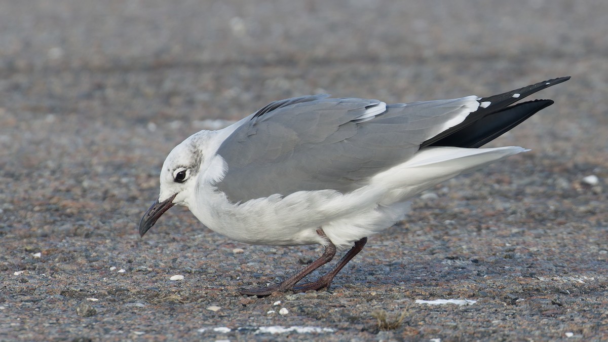 Laughing Gull - ML628556592