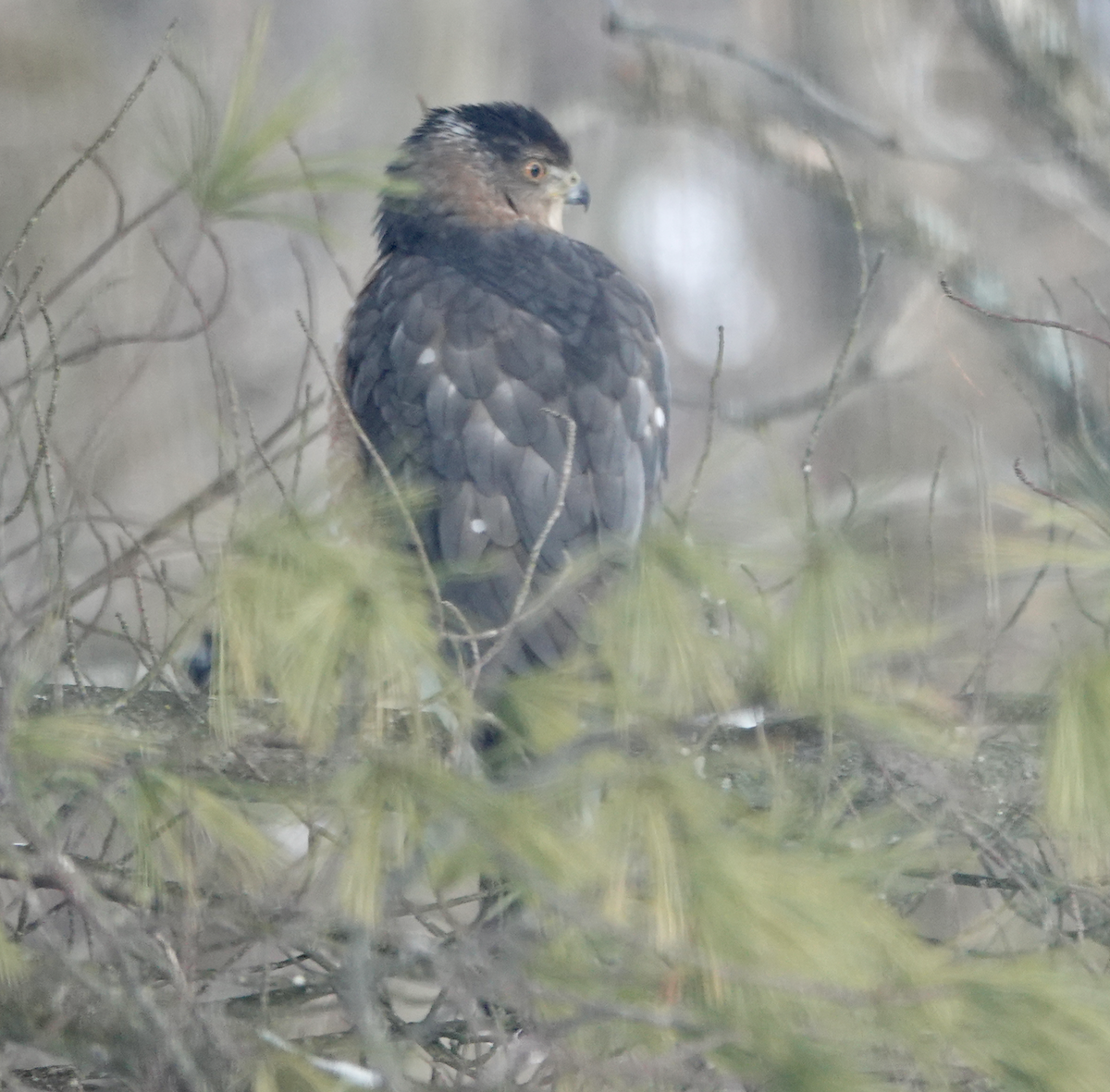 Cooper's Hawk - ML628556635