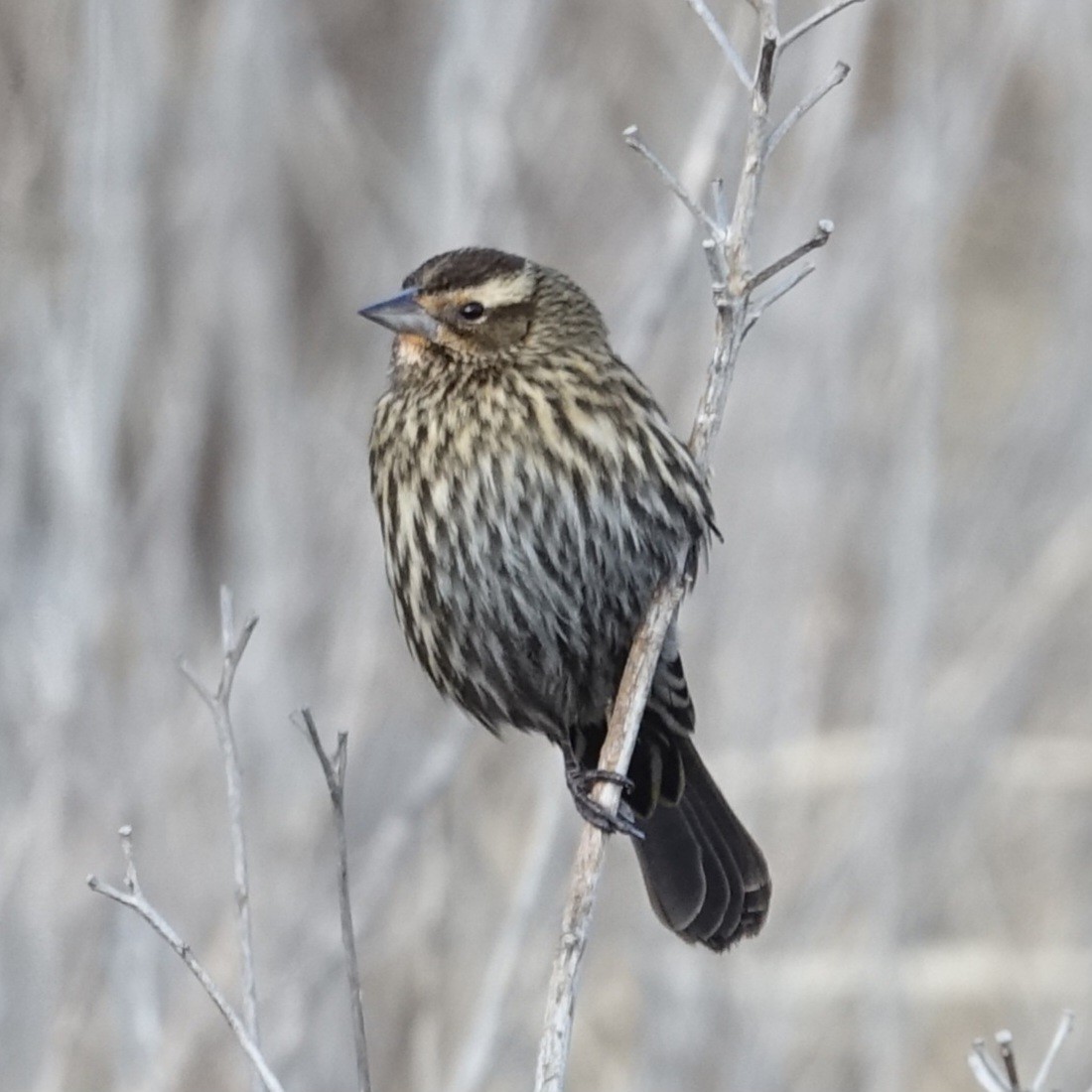Red-winged Blackbird - ML628556820