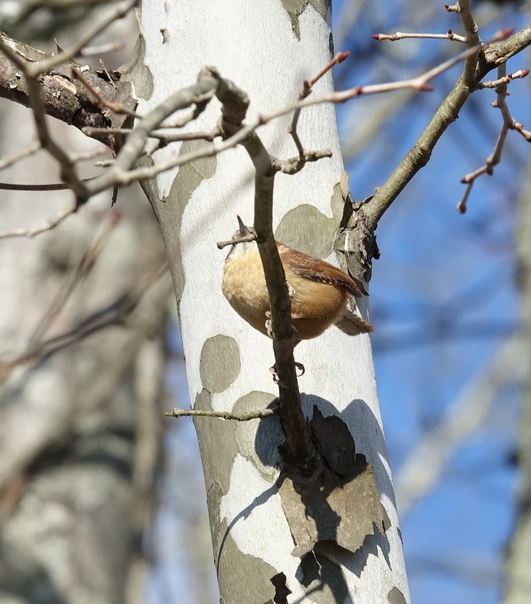 Carolina Wren - ML628556872