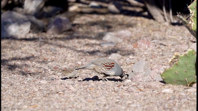 Gambel's Quail - ML628556971