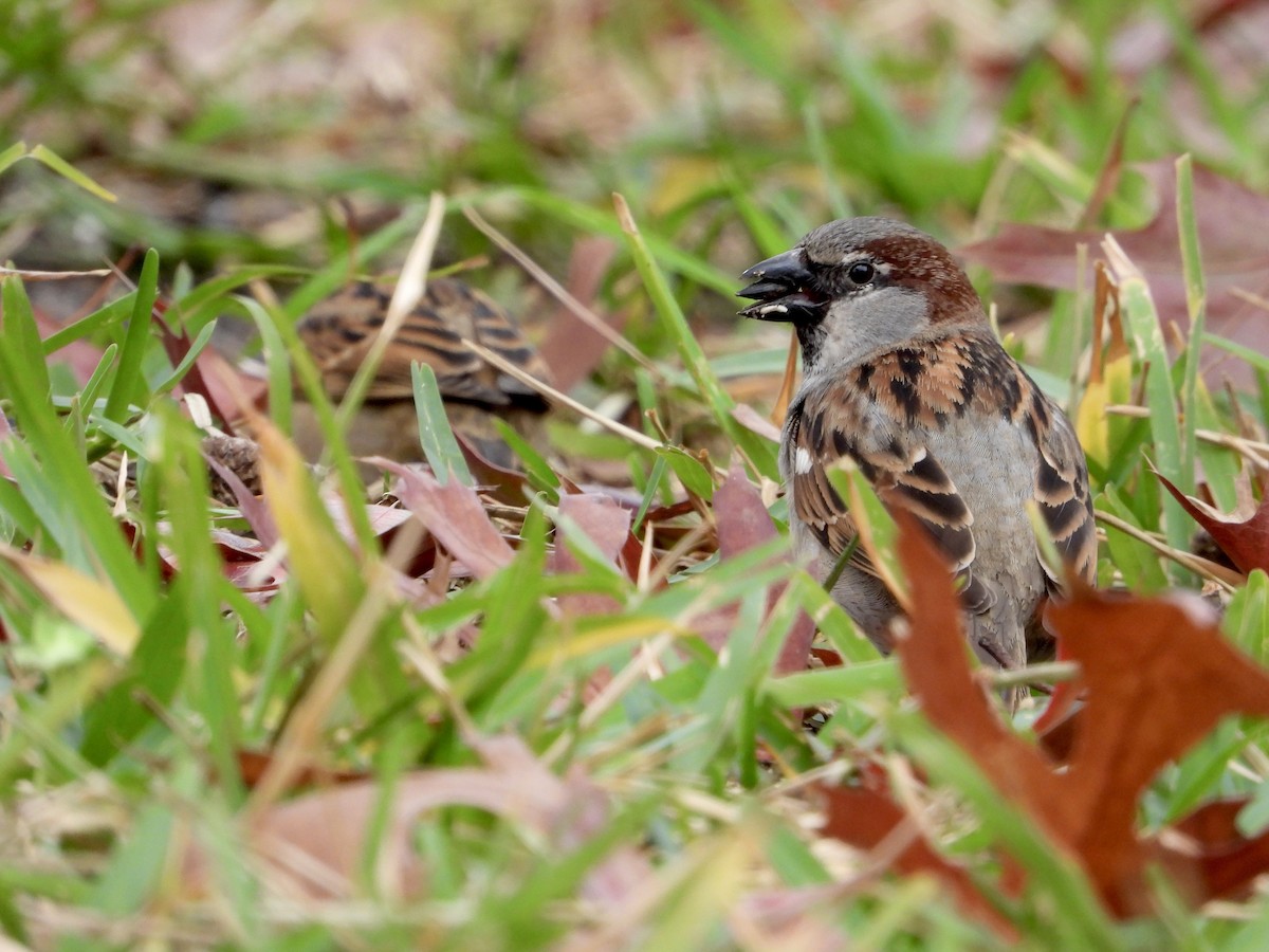 House Sparrow - Justus Pendleton