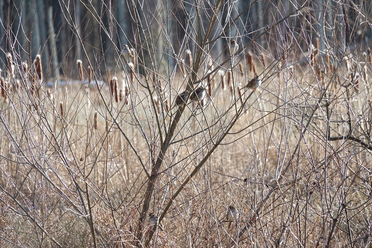 White-throated Sparrow - ML628557118