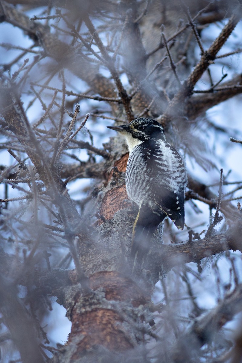 American Three-toed Woodpecker - ML628557621