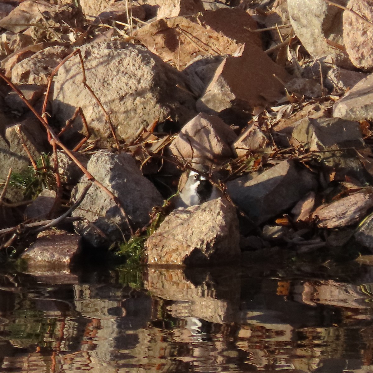 Black-throated Sparrow - ML628557673