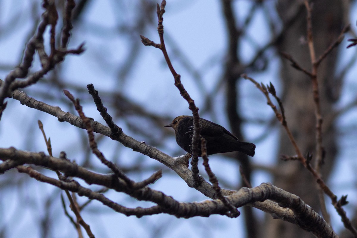 Rusty Blackbird - ML628557714