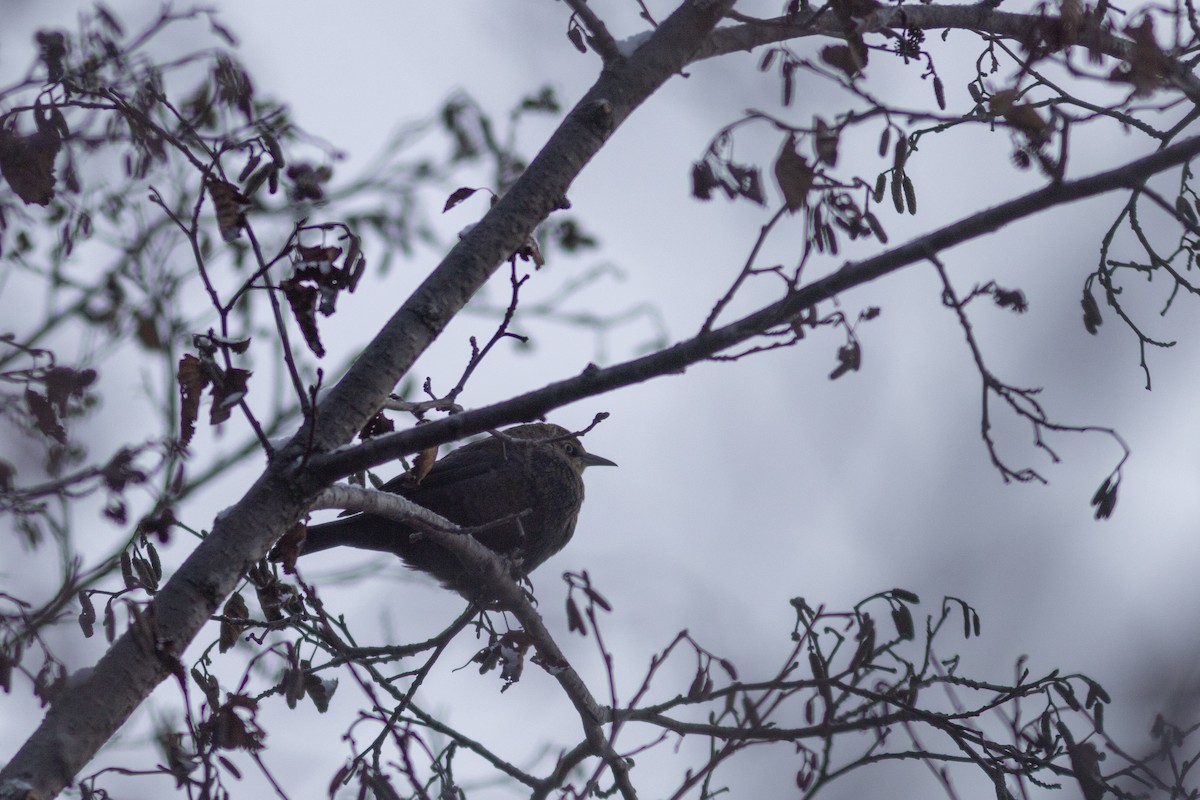 Rusty Blackbird - ML628557724