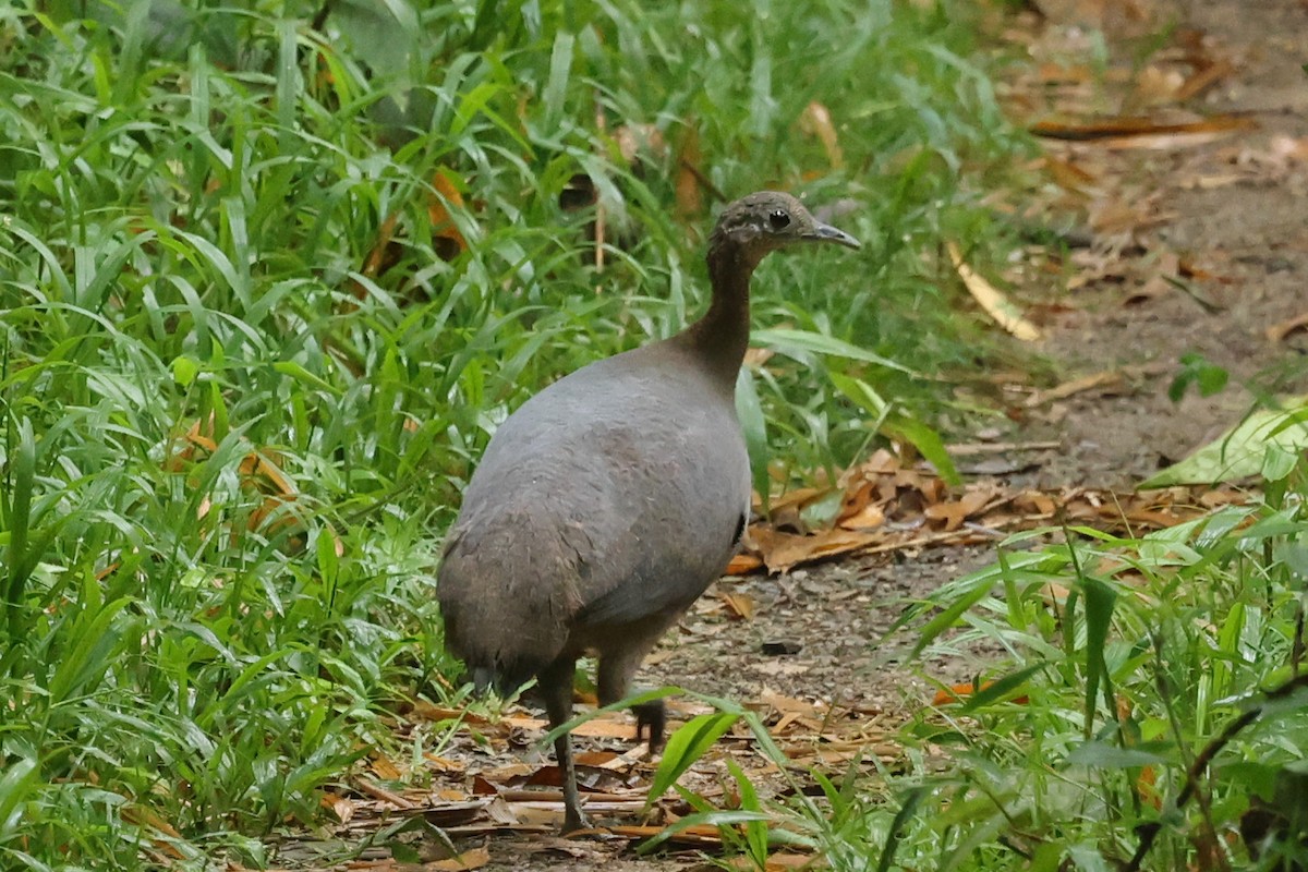 Solitary Tinamou - ML628558014