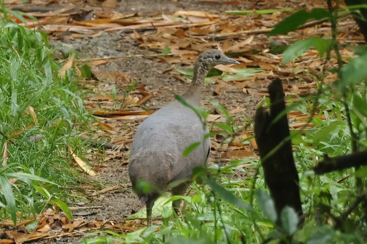 Solitary Tinamou - ML628558015