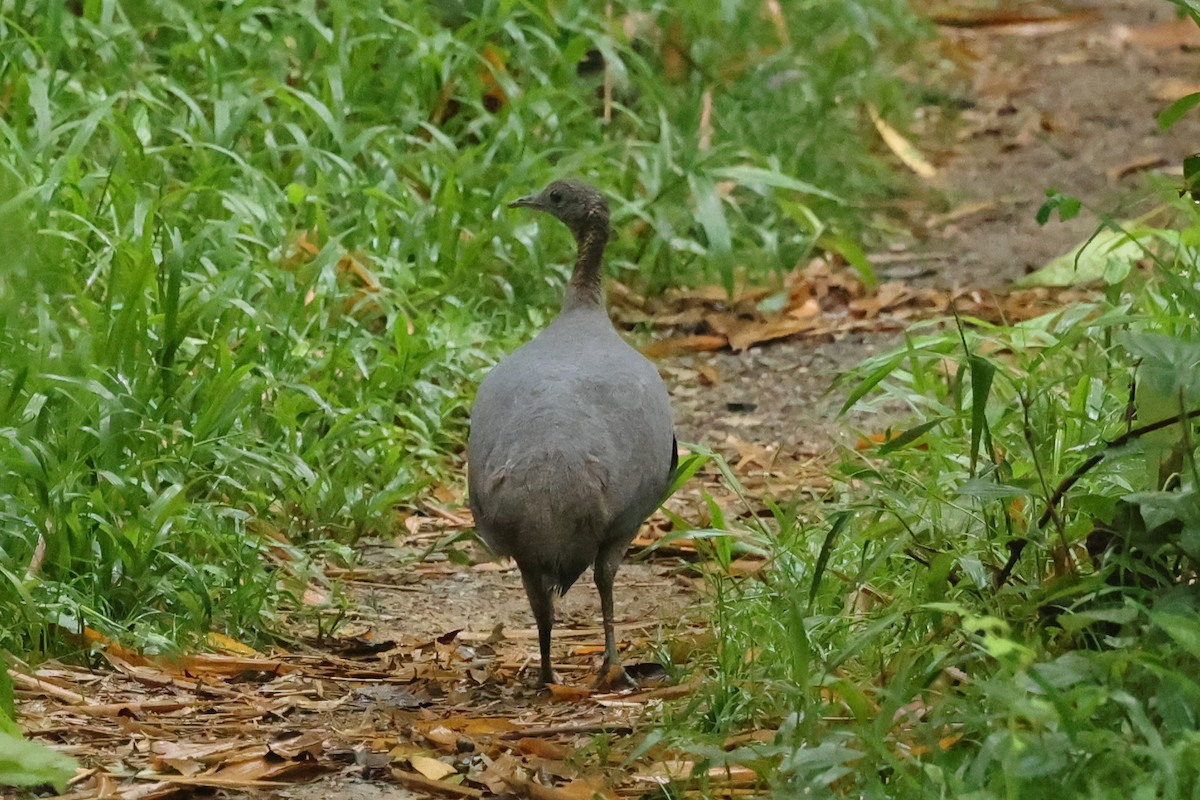 Solitary Tinamou - ML628558017