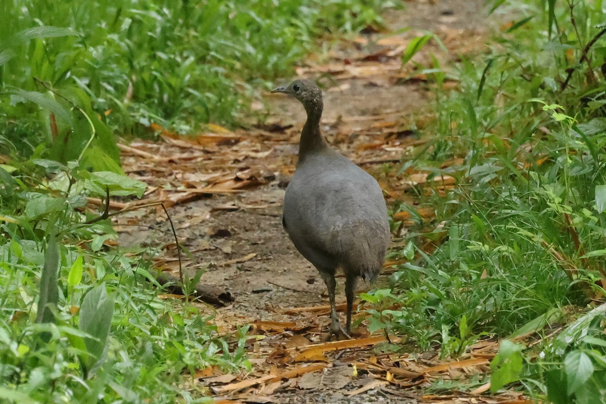 Solitary Tinamou - ML628558019