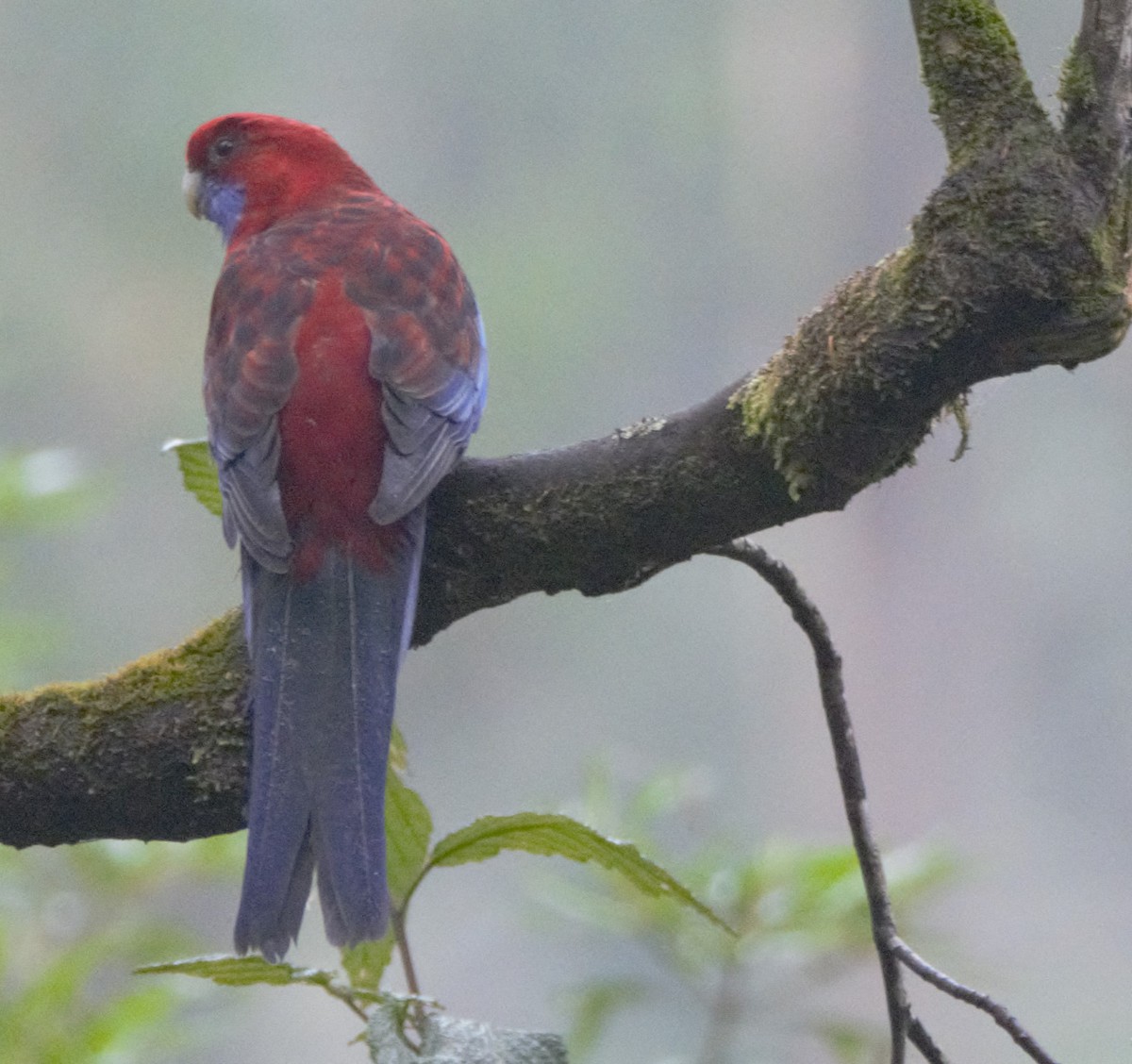 Crimson Rosella - ML628558074