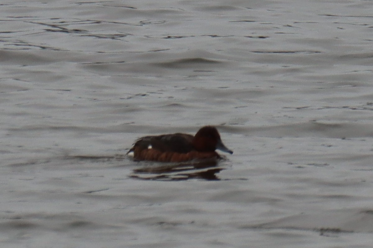 Ferruginous Duck - ML628558090
