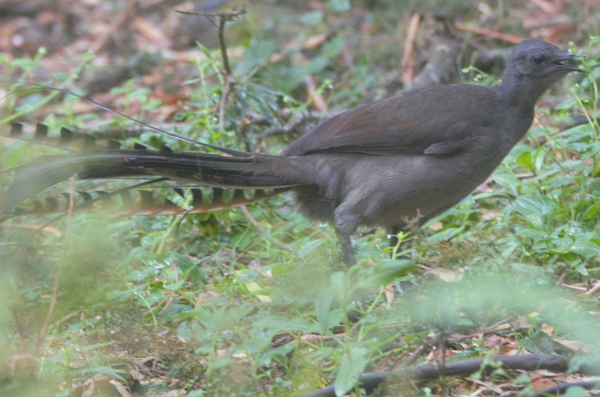 Superb Lyrebird - ML628558286