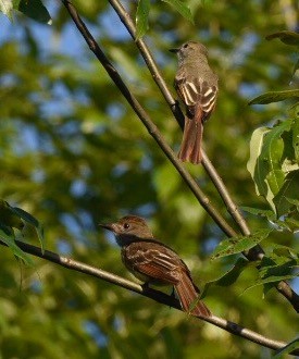 Great Crested Flycatcher - ML62855841