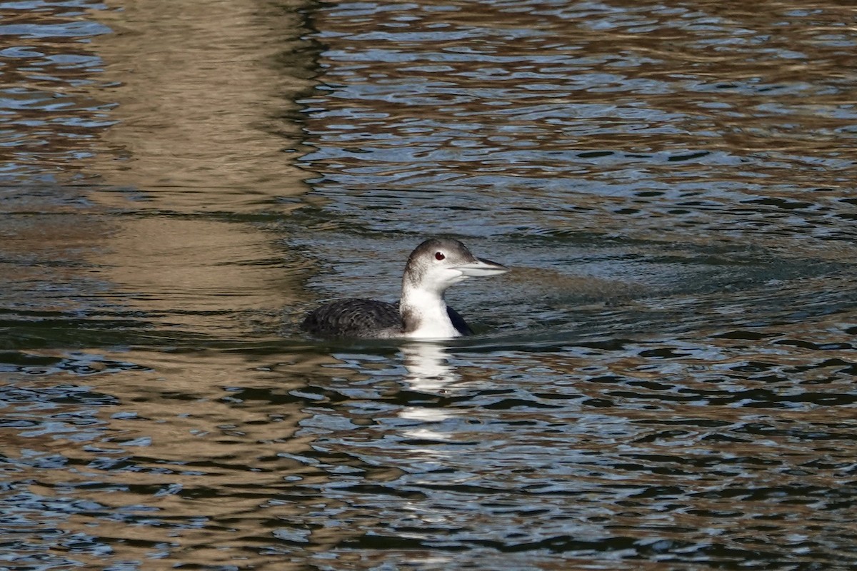 Common Loon - ML628558593