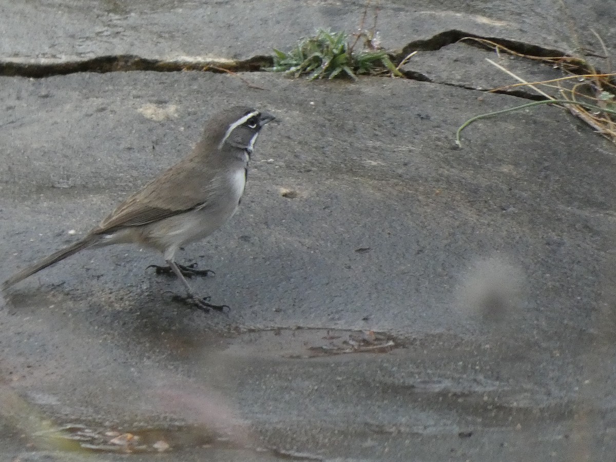 Black-throated Sparrow - ML628558691