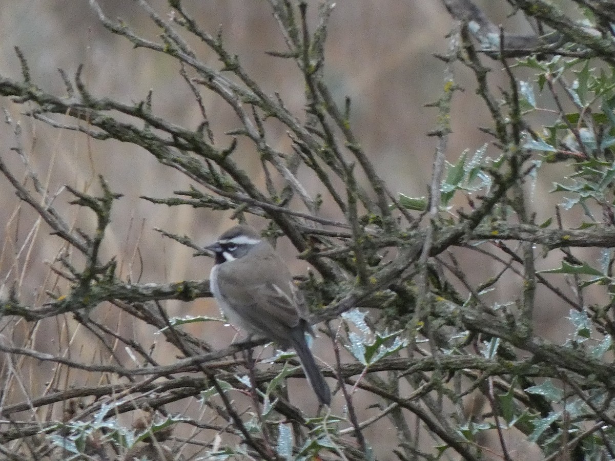 Black-throated Sparrow - ML628558692