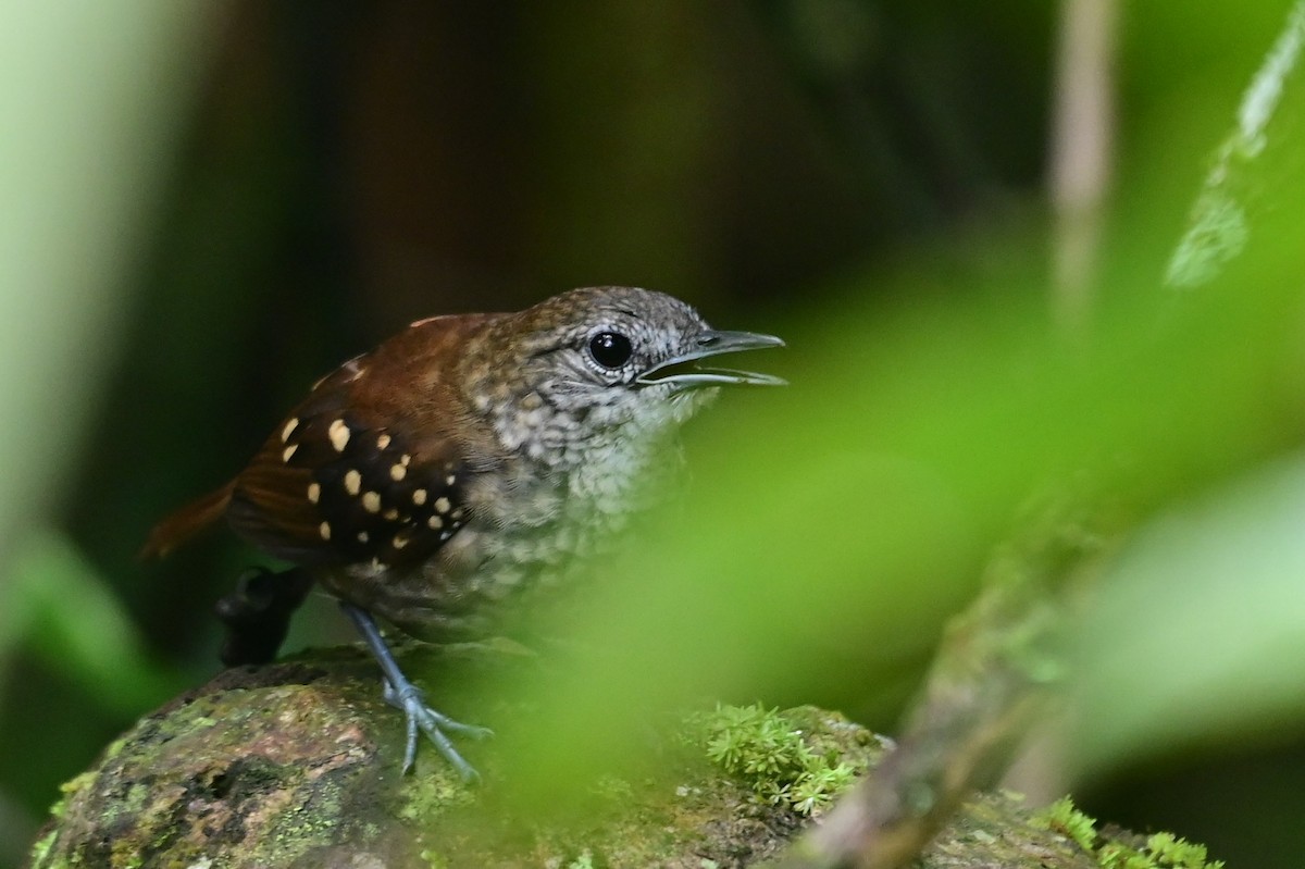 Gray-bellied Antbird - ML628558694