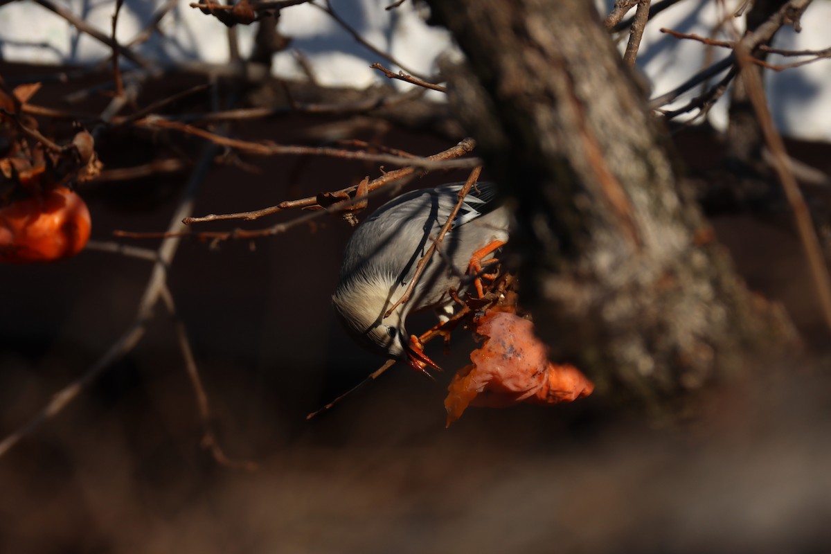 Red-billed Starling - ML628558830