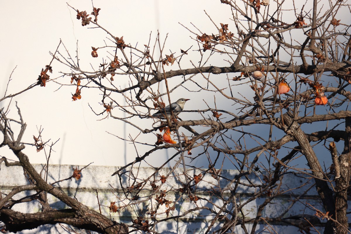 Red-billed Starling - ML628558831